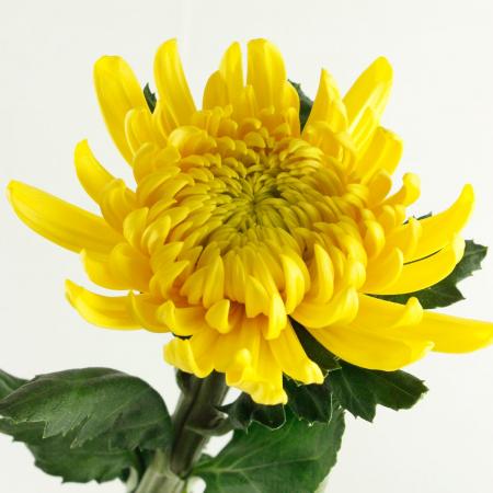 【生花】黄菊 Lサイズ～【OR-5】