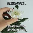【生花】黄菊 Lサイズ～【OR-5】
