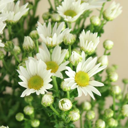 【生花】小菊(白) 【OR-5】