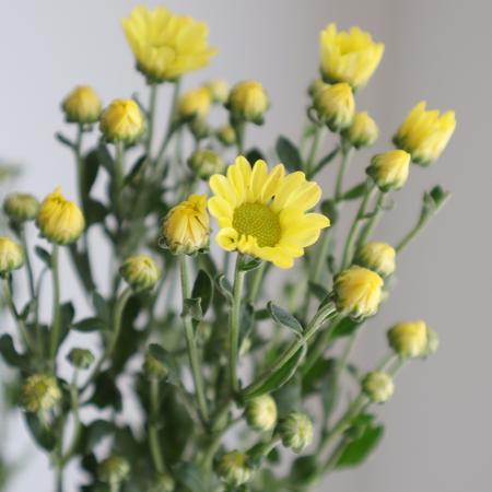 【生花】小菊(黄色)【OR-5】