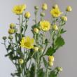 【生花】小菊(黄色)【OR-5】