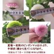 【生花】ピンポンマム (黄色)レモンへッド、ノーマンサニーなど　:JFDマムなど【FJ】