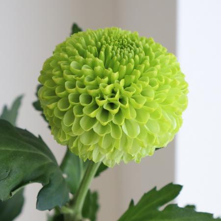 【生花】ピンポンマム(グリーン )クローク、フィーリングGなど :JFDマム【FJ】