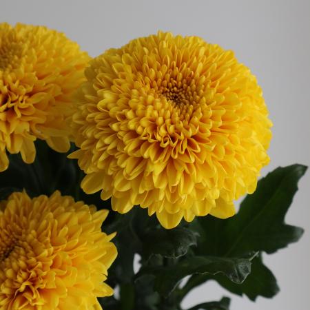 【生花】ピンポンマム(オレンジ系) パラドフ、パラドフダークなど　:JFDマム【FJ】