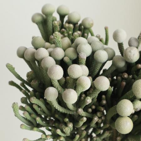 【生花】シルバーブルニア　40cm(束約10本)　※木金入荷少【OTOT】