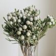 【生花】シルバーブルニア　40cm(束約10本)　※木金入荷少【OTOT】