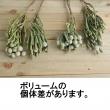 【生花】シルバーブルニア　40cm(束約10本)　※木金入荷少【OTOT】