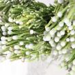 【生花】シルバーブルニア　40cm(束約10本)　※木金入荷少【OTOT】