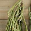 【生花】シルバーブルニア　40cm(束約10本)　※木金入荷少【OTOT】