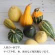 【生花】おもちゃかぼちゃ M〜Lサイズ(MIX)【OT】