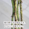 【生花】ローズヒップ  M.ファンタジーなど(赤～橙)50cm程度　【OT】