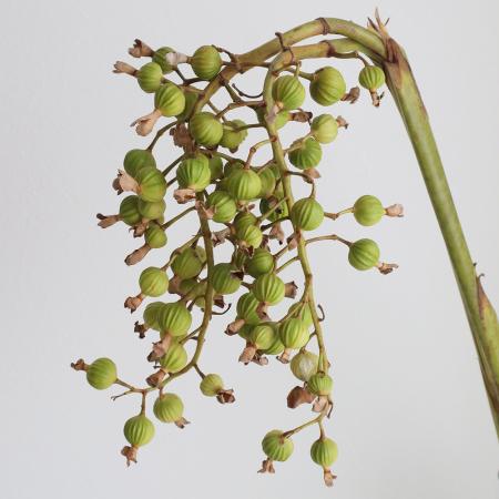 【08直前!】ゲットウの実(70cm程度)鹿児島【生花】