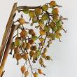 【08直前!】ゲットウの実(70cm程度)鹿児島【生花】