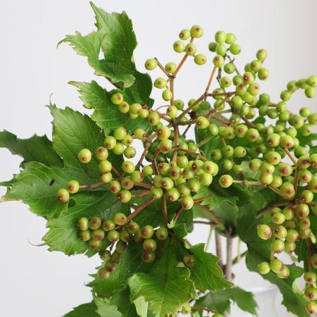 【生花】山形県おきたまのビバーナムコンパクタ　50センチ※実色時期により異なる【OT】