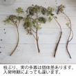 【生花】ビバーナムティナス(実)　アレンジサイズ　30cm程度 　ありだ農協ほか【OT】