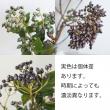 【生花】ビバーナムティナス(実)　アレンジサイズ　30cm程度 　ありだ農協ほか【OT】