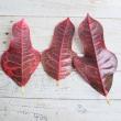 【生花】【大佐和花き園】葉もの　クロトン(赤)※入荷少