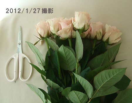 【生花】バラ　リメンブランス(淡いピンク)【OT】50cm程度