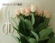 【生花】バラ　リメンブランス(淡いピンク)【OT】50cm程度