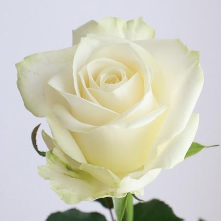【生花】バラ　アバランシェ(白)50CM-【OT】