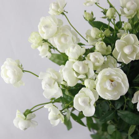 【生花】SPバラ　スプレーウィット(オールド咲白)40センチ〜　※入荷少　【OR-13】