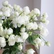 【生花】SPバラ　スプレーウィット(オールド咲白)40センチ〜　※入荷少　【OR-13】
