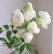 【生花】SPバラ　スプレーウィット(オールド咲白)40センチ〜　※入荷少　【OR-13】
