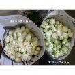 【生花】SPバラ　スプレーウィット(オールド咲白)40センチ〜　※入荷少　【OR-13】