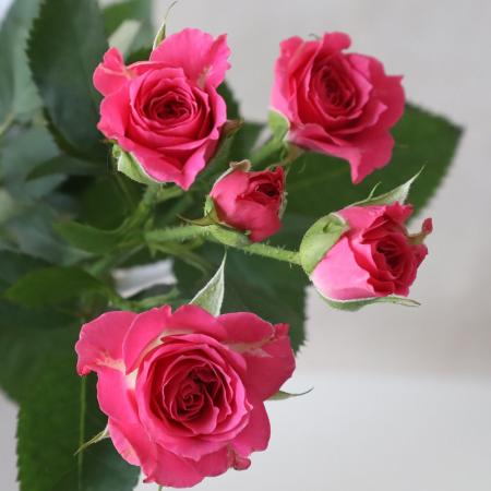 【生花】SPバラ　ラブリーリディア(濃いピンク)40cm-【早締切-74】　※入荷少