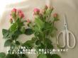 【生花】SPバラ　ラブリーリディア(濃いピンク)40cm-【早締切-74】　※入荷少