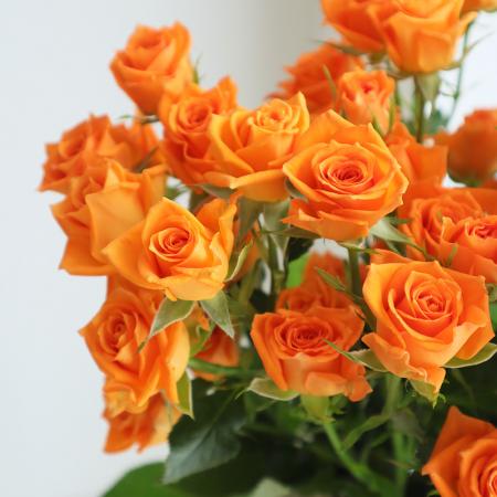 【生花】SPバラおまかせ　オレンジ(品種おまかせ)シンディ、ベイブなど【OT】