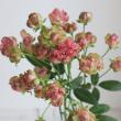 【生花】SPバラ　ラディッシュ(グリーン/サーモン複色)40cm-【OT】