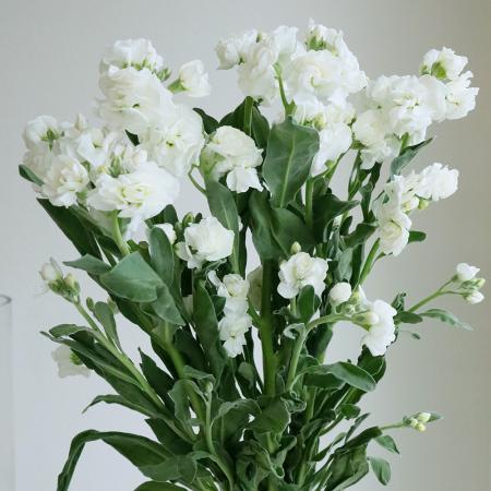 【生花】スプレーストック(白)ホワイトカルテットなど　60cm-【OR-5】