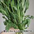 【生花】スプレーストック(白)ホワイトカルテットなど　60cm-【OR-5】