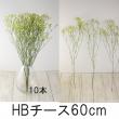 【直前!!】国産HBチース(黄色)キノレモンなど　60cm程度
