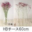 【生花】国産HBチース(ピンク系)60cm程度　濃淡おまかせ【OT】