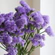 【生花】スターチス(濃い紫)　50-60cm程度【OR-5】
