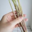 【生花】プチひまわり(黄色) 花径約3-5cm　折原園芸　SRレモンなど【FJ】