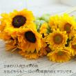 【生花】ヒマワリ　オレンジ芯黒(φ約7～10cm程度)【OT】