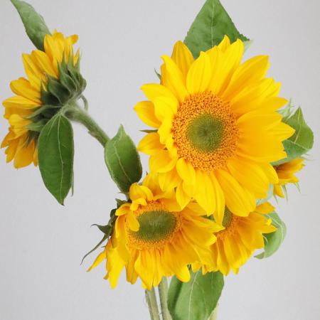 【生花】ヒマワリ 芯白オレンジ (7～10センチ程度)ビンセントクリアORなど【OT】