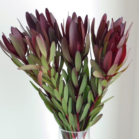 【生花】リューカデンドロ(赤)サファリorマゼンタサンセット　1輪咲き　50cm-【OT】※入荷少