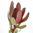 【生花】リューカデンドロ(赤)サファリorマゼンタサンセット　1輪咲き　50cm-【OT】※入荷少