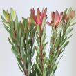 【生花】リューカデンドロ(赤)サファリorマゼンタサンセット　1輪咲き　50cm-【OT】※入荷少