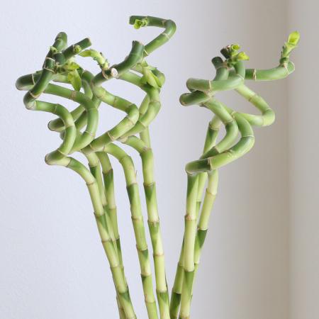 【生花】スパイラルバンブー(60cm)【OT】