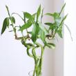 【生花】スパイラルバンブー(60cm)【OT】