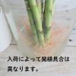 【生花】スパイラルバンブー(60cm)【OT】