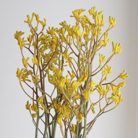 【生花】カンガルーポー(黄色)70CM　ブッシュドーンなど【OR-89】