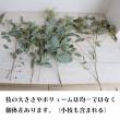 【生花】ポプラスベリー(グリーン)束単位【OTOT】