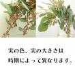 【生花】ポプラスベリー(グリーン)束単位【OTOT】