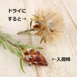 【生花】リューカデンドロ　プルモサス(実もの系・茶)【OT】
